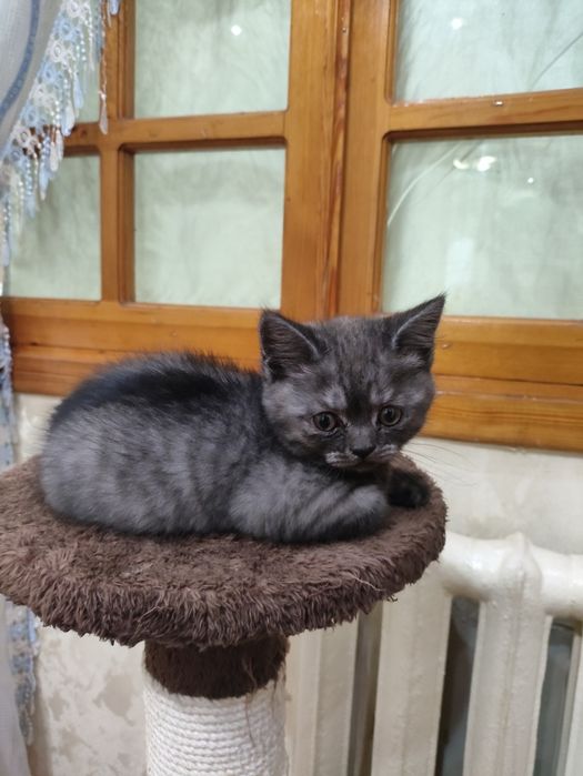 Mushukchalar sotiladi