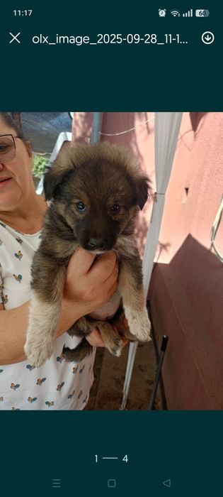 Cățeluși simpatici spre adoptie zona sos Chitilei