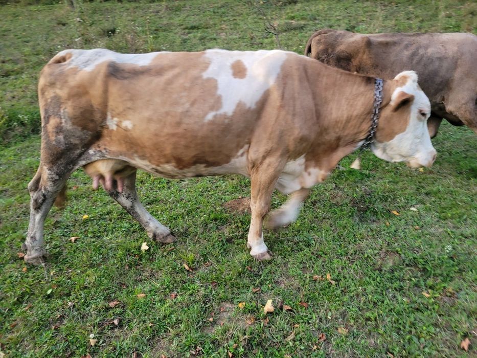 Vând vacă gestantă
