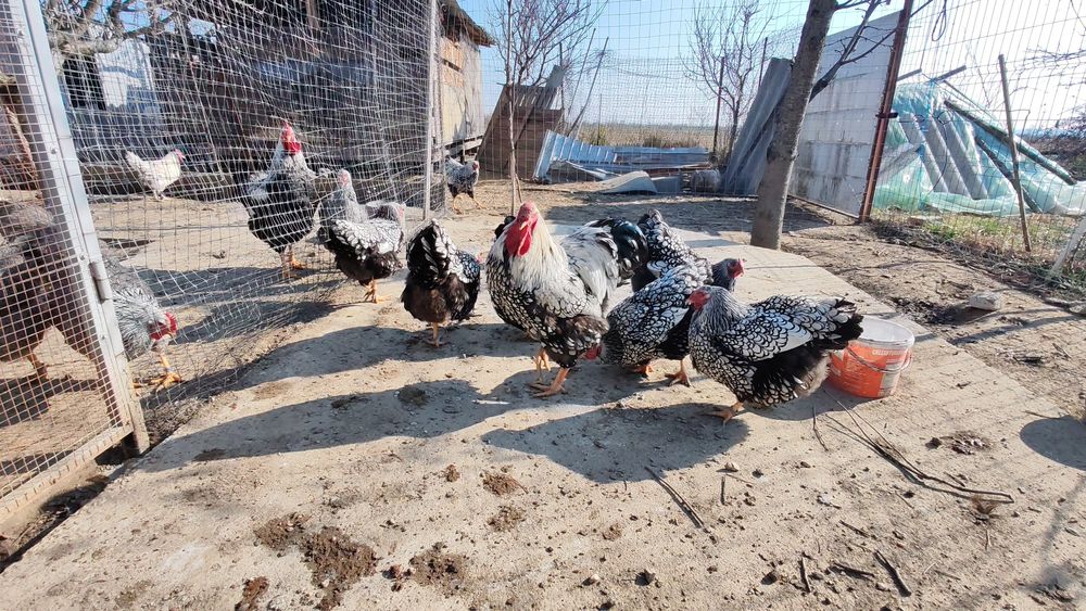 Ouă pt incubat wyandotte argintiu