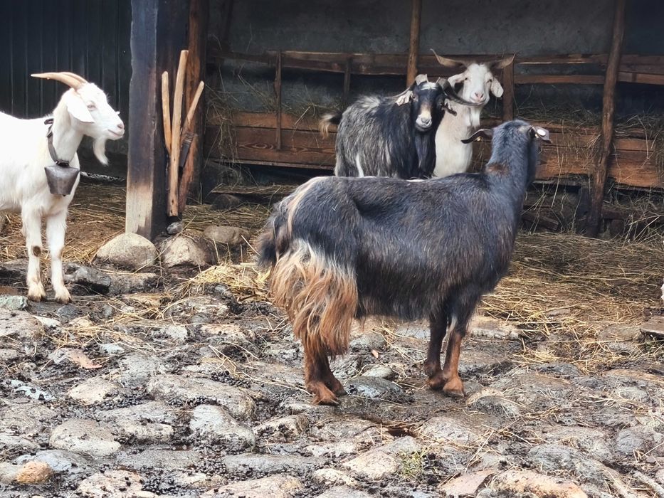 vand 4 capre si un tap