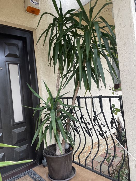 Vand Yucca 2,5m superba