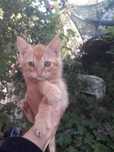 Подарявам котенца