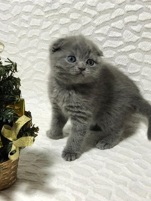Продам шотландские малышей