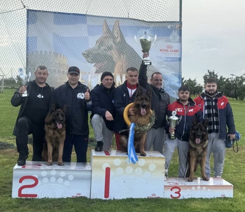Mascul de calitate superioara cu un pedigree top-prenotare