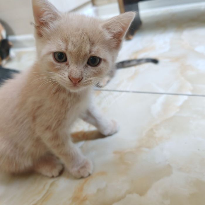 Котята, 1,5 месяца