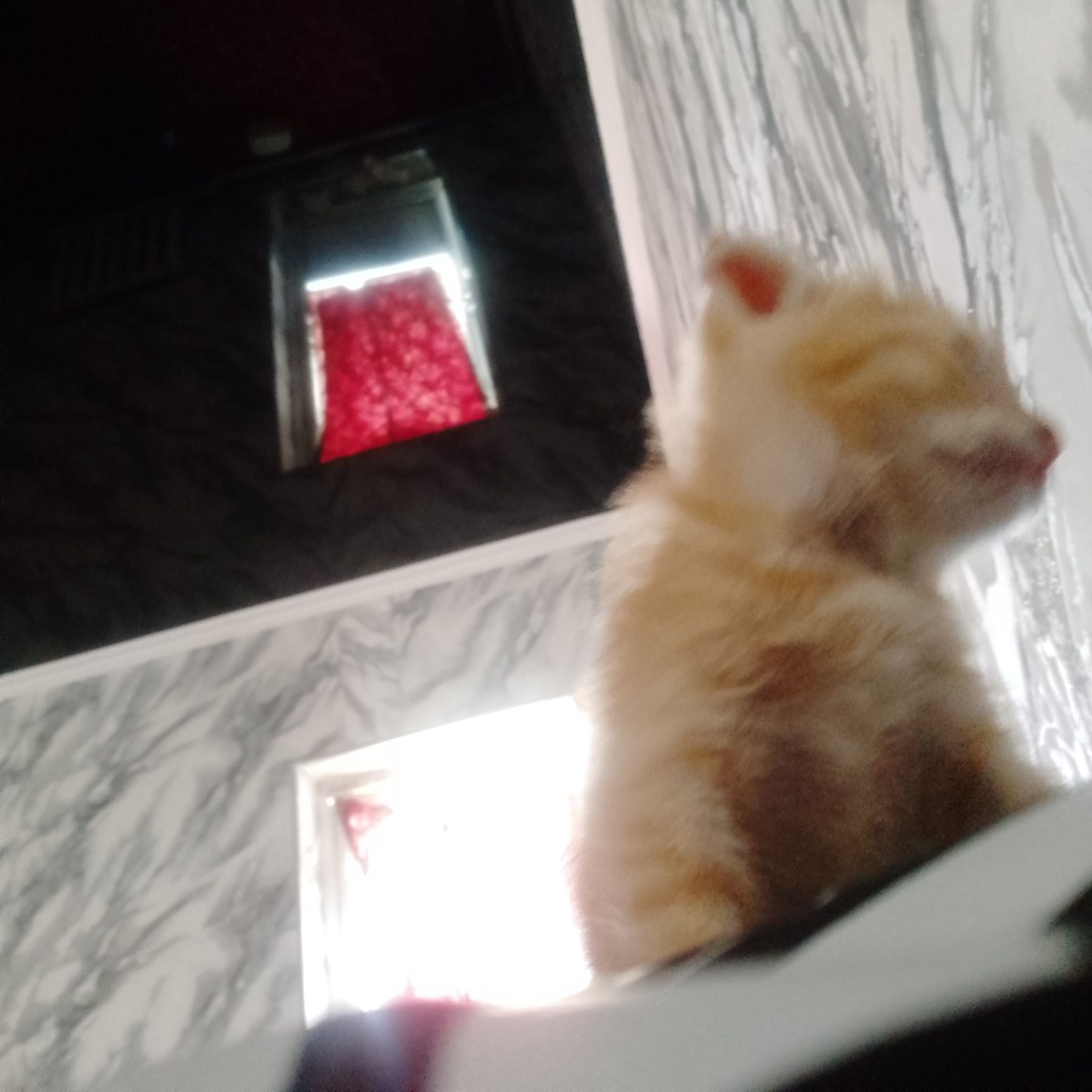 Mushukchalar 2ta