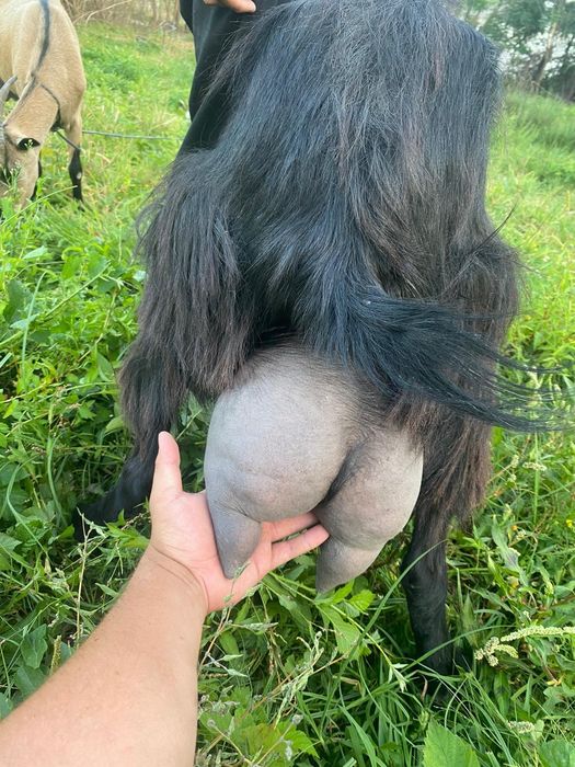 2 capre bune de lapte și 7 iade