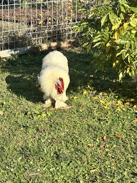 Vând sau schimb cocoș conchinchina pitic