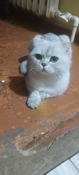 Продаю скоттиш-фолд