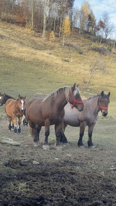 Vand manz de 4 luni jumate