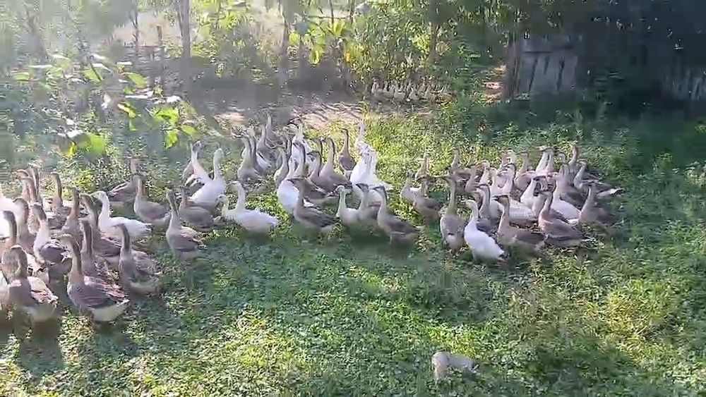 Gâște  leșești de vanzare!! Grase și gustoase crescute natural!