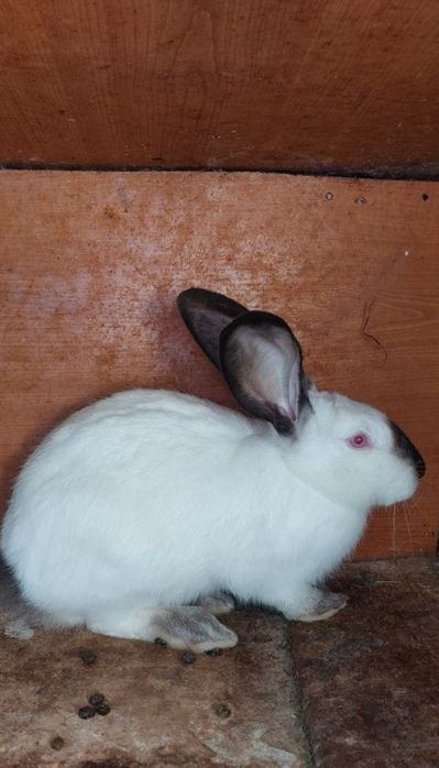 Vând iepuri urias de transilvania