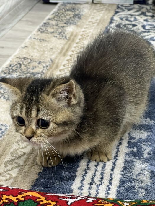 Кошки котята британская шиншилла