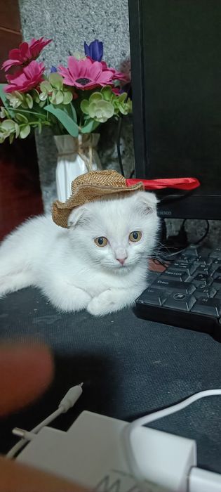 Британские кошечка 4 месяц