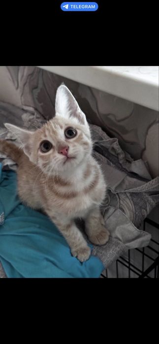Кошка, здоровая, умная, ласковая, Шанти!