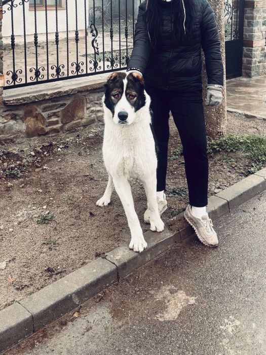 Алабай чистокръвна женска