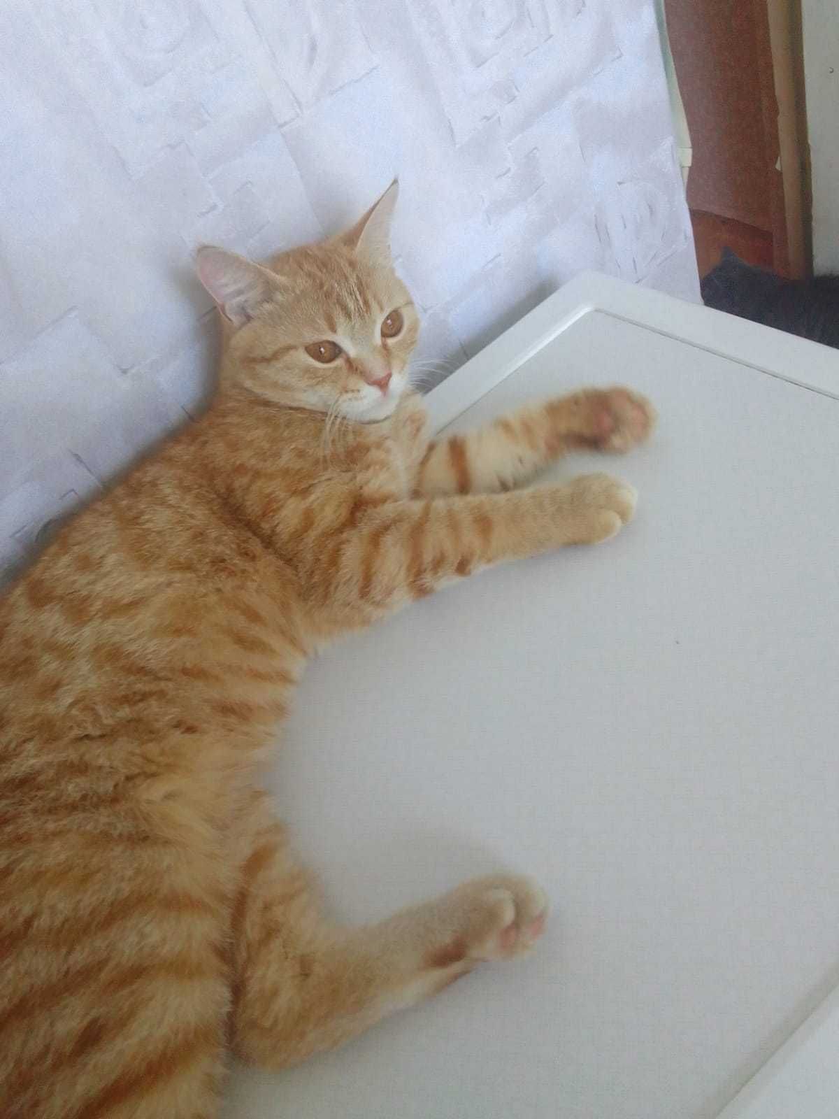 Котик 7 месяцев ищет дом