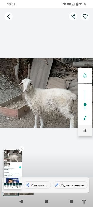 Продам баран бараника