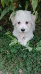 Donez catel de talie mica