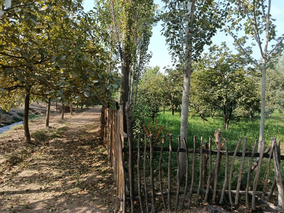 Бог мевали дарахти