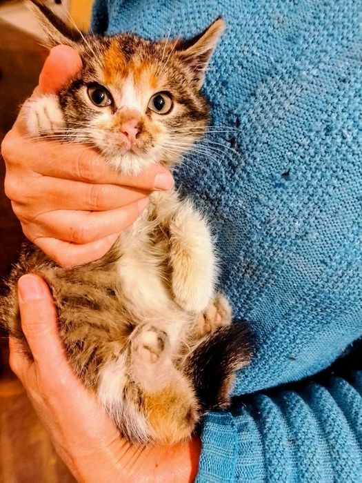 Две трицветни котета търсят своя добър и грижовен осиновител