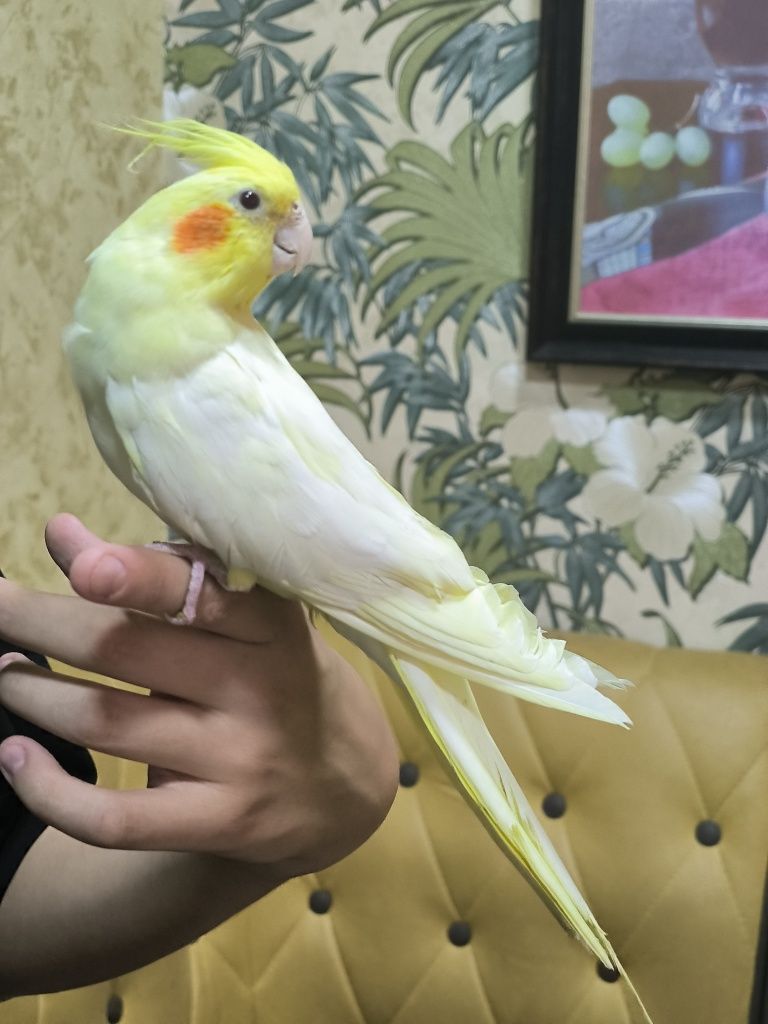 Ручные волнистые попугайчики