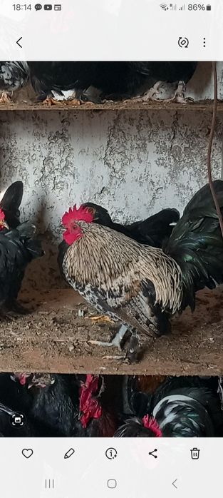 Găinușe și cocoșei 50 lei bucata