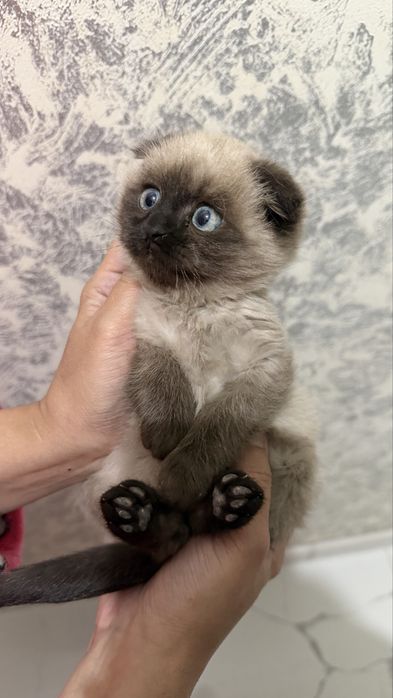 Кошечка 2,5 месяцев