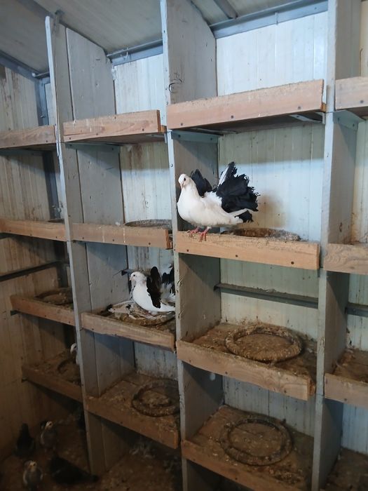 Vind Jucători de Amara,Voltați cu coada neagră,Turturele răzătoare,