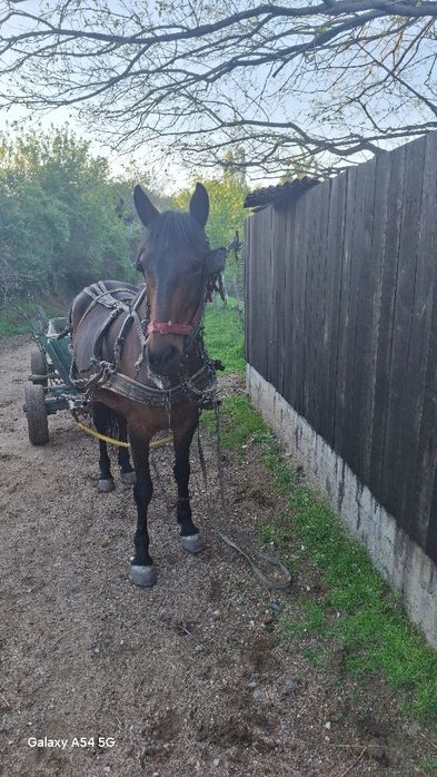 Vând Iapa fără defecte bună de căruță