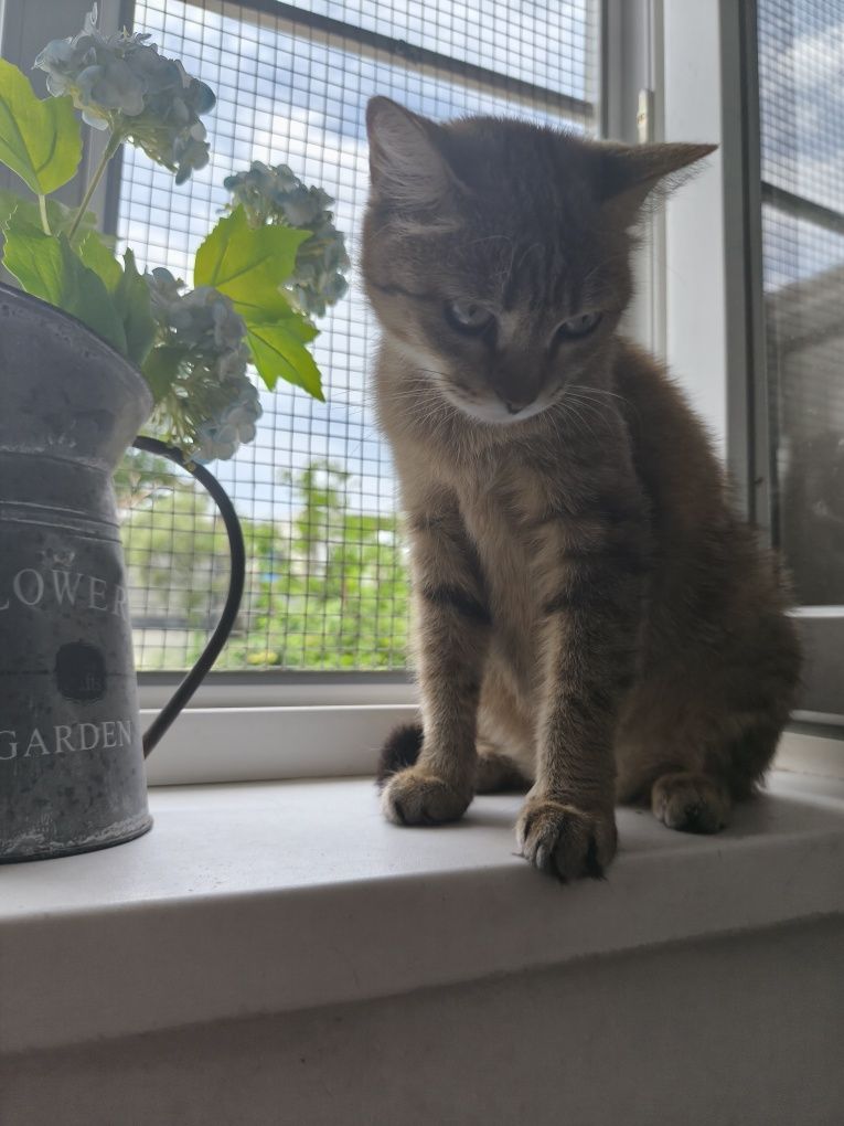 Кошечка Мария ищет дом
