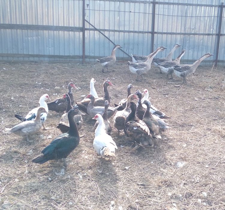 Rațe mute de Vînzare