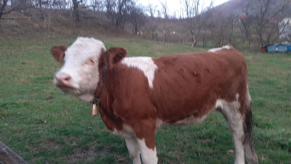 Junincă de vânzare