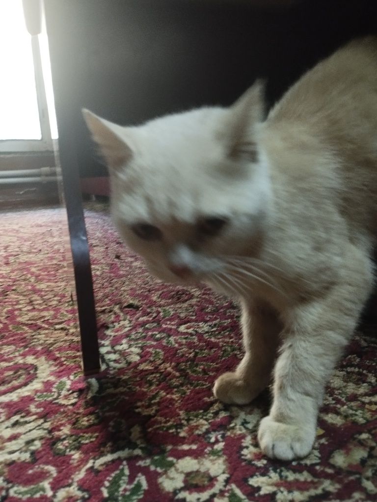 кошка шотландский