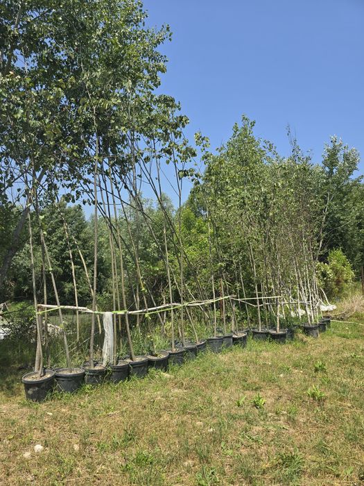 Catalpa platan tei mesteacăn