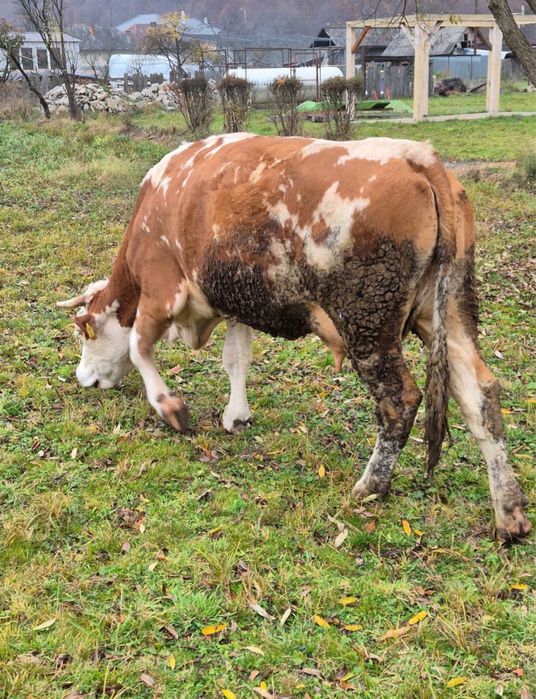 Vand vaca baltata romaneasca