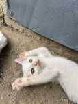 Motan alb cauta casuta