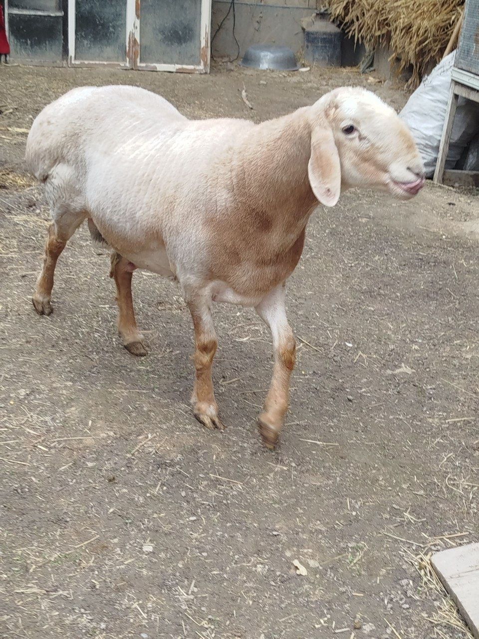 Qoʻchqor Arashan