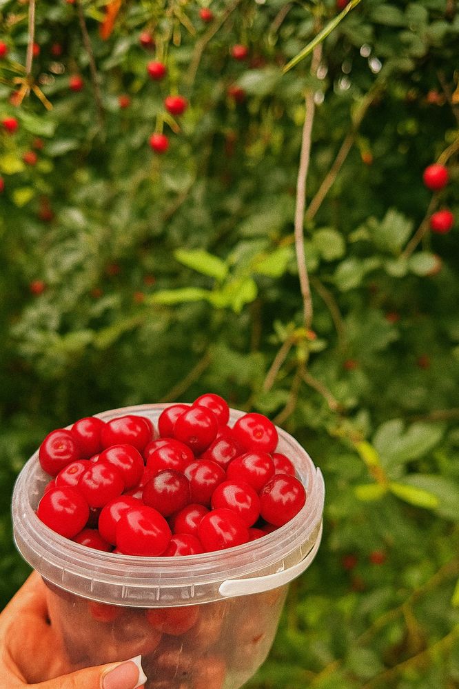 Продам вкусную вишню