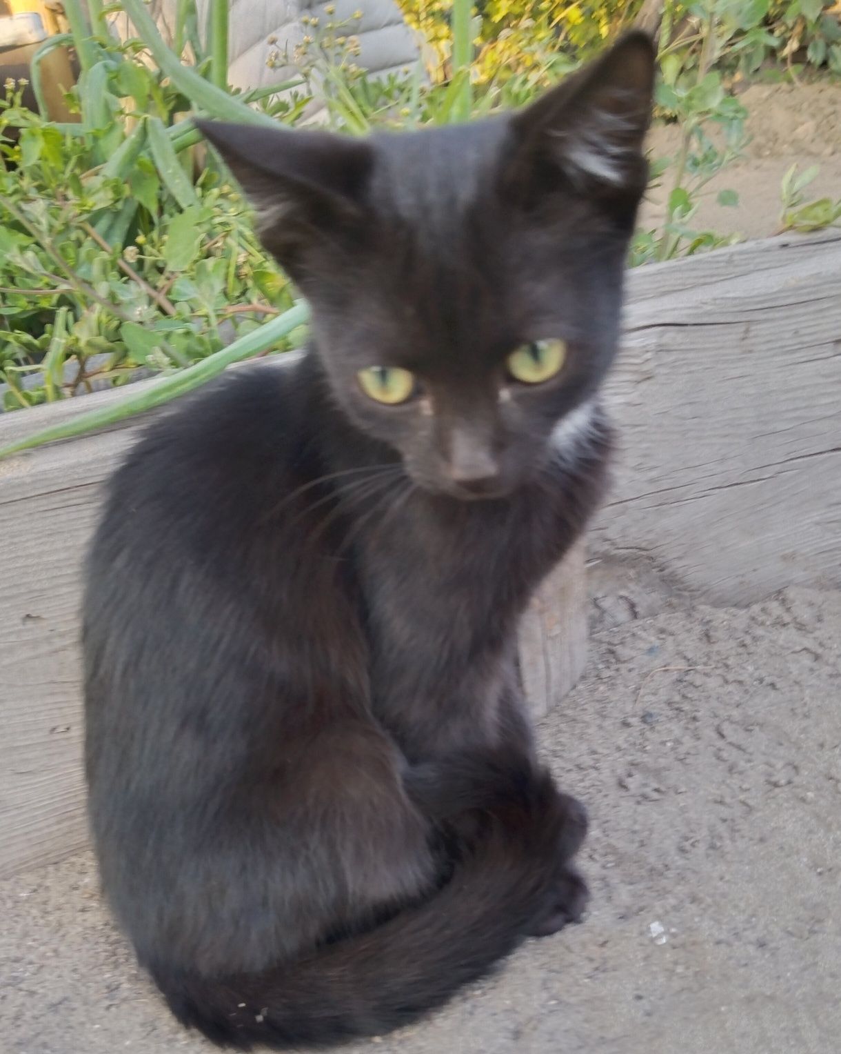 Кот мальчик в добрые руки