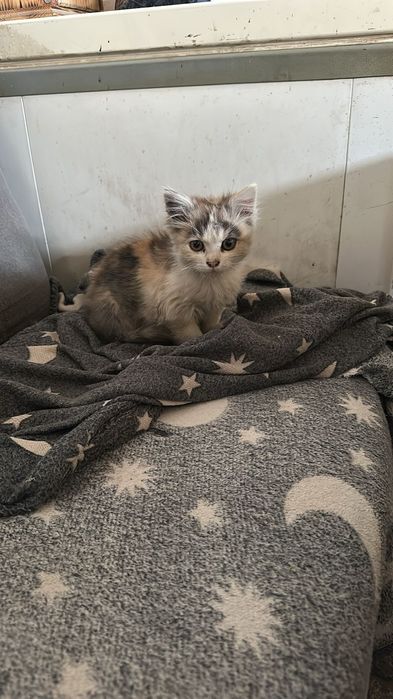 Трёхцветная счастливая кошечка в добрые руки