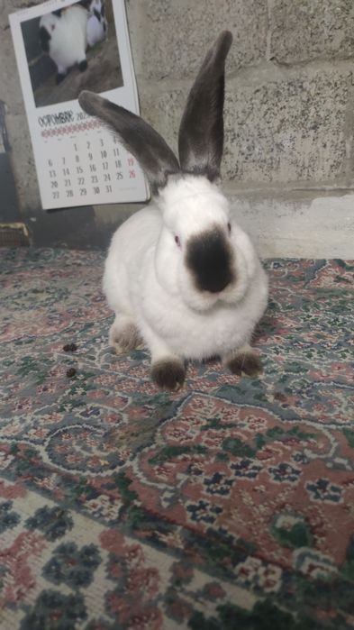 Uriaș de Transilvania