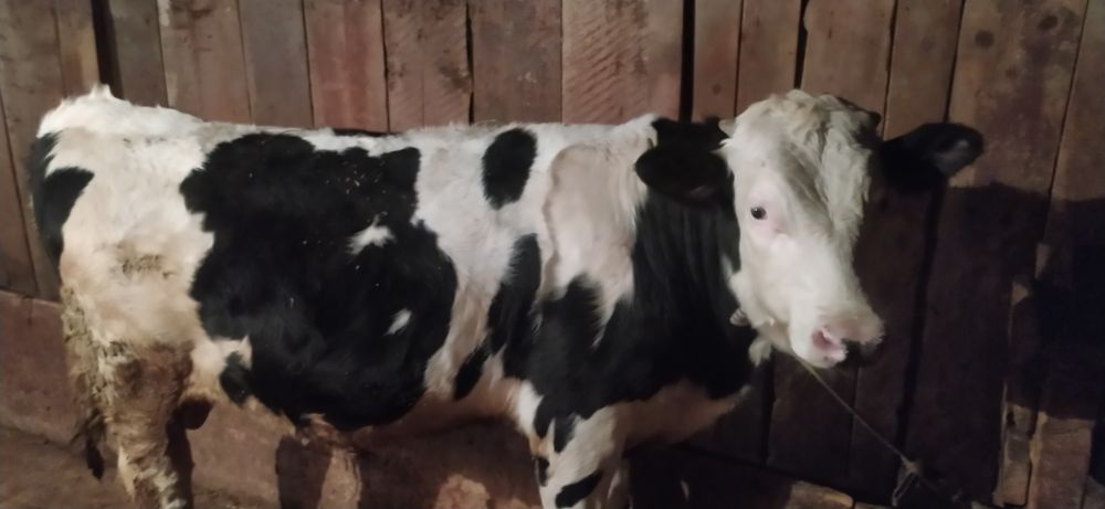 Буқа сатылады 1 жарым жасар