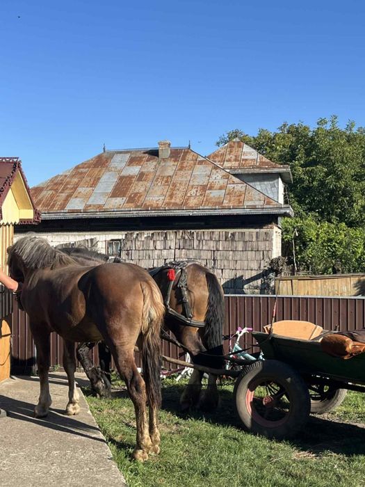 Vând mânză de 1 an și 3 luni