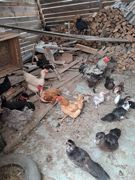 Gaini, pui si rațe de vanzare
