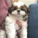 Bichon havanez 650 lei