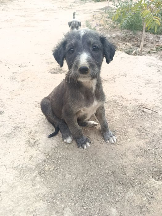 Таз кушик сатылады