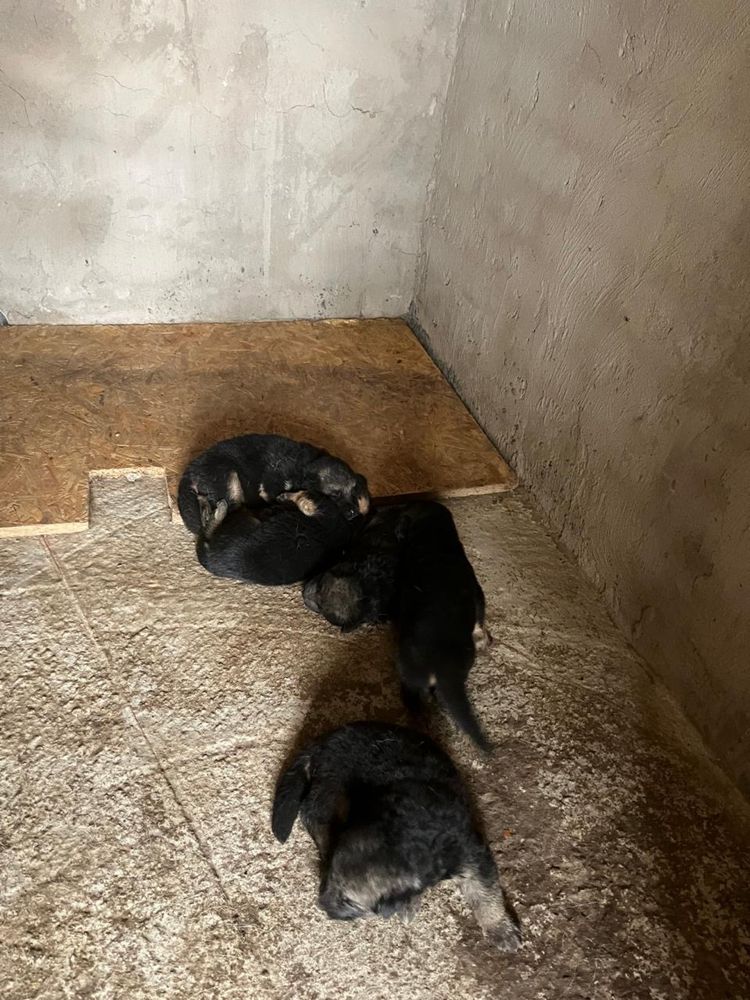 Продам щенков немецкой овчарки