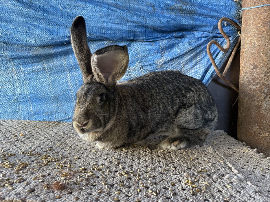 Disponibil 3 femele urias german